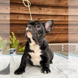 Black French Bulldog for sale – healthy, vaccinated, insured, fast delivery