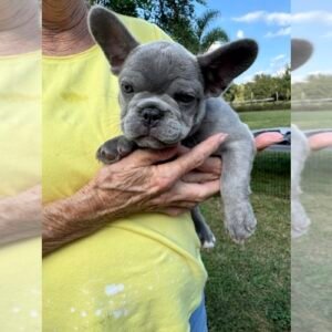 blue french bulldog for sale​