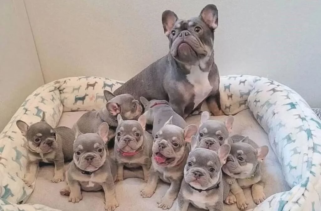 fluffy french bulldog