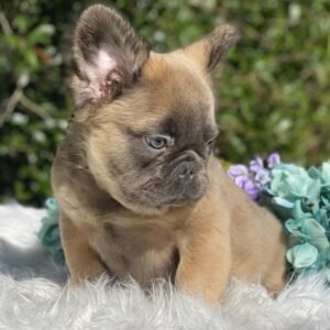 fluffy french bulldog for sale near me​
