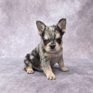 fluffy french bulldog for sale near me​