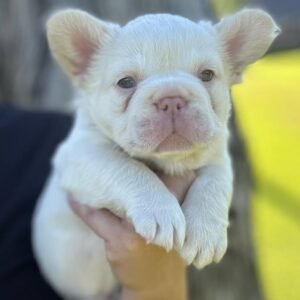 fluffy french bulldog for sale​