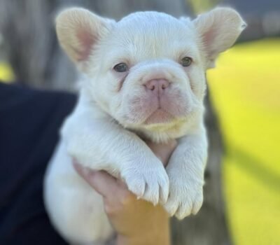 fluffy french bulldog for sale​
