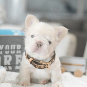 fluffy french bulldog for sale​