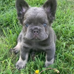fluffy french bulldogs for sale​