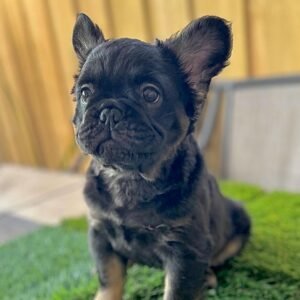 fluffy french bulldogs for sale​