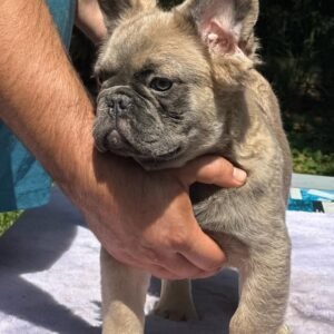 fluffy french bulldogs​