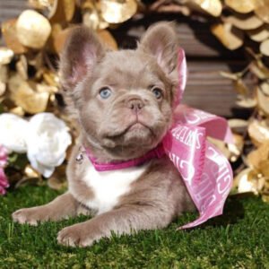 fluffy french bulldogs​