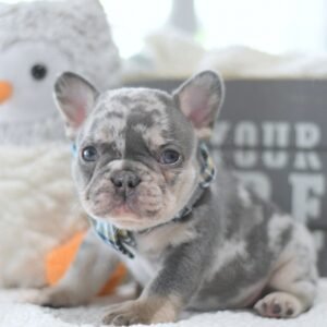 french bulldog fluffy​