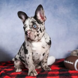 frenchton puppies for sale near me​