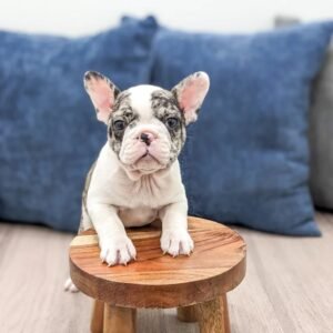 frenchton puppies for sale​