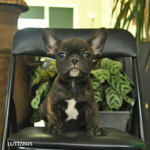 Frenchton puppies near me – healthy, vaccinated, insured, fast delivery