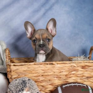 Frenchton puppy breeders – healthy, vaccinated, insured, fast delivery