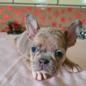 Frenchton puppy – healthy, vaccinated, insured, fast delivery