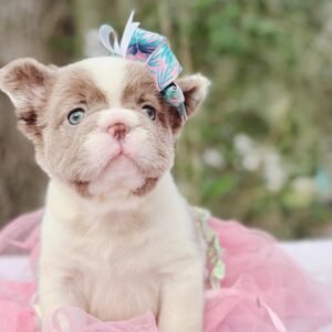 full grown fluffy french bulldog​