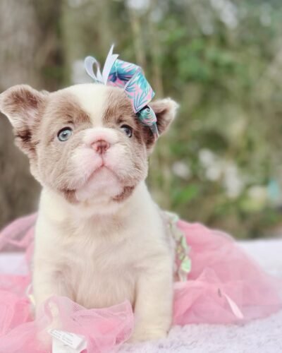 full grown fluffy french bulldog​