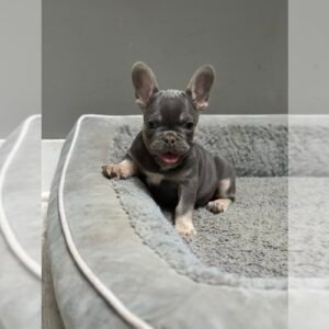 mini french bulldog for sale​