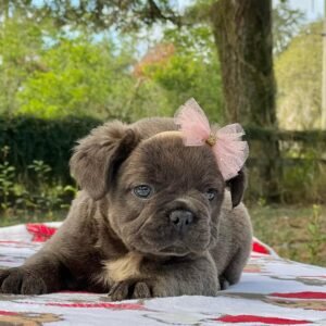 Female black fluffy French bulldog puppy Shadow with soft coat, healthy and well-socialized