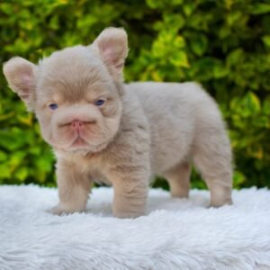 Female fluffy merle French bulldog puppy Luna with soft coat, healthy and well-socialized