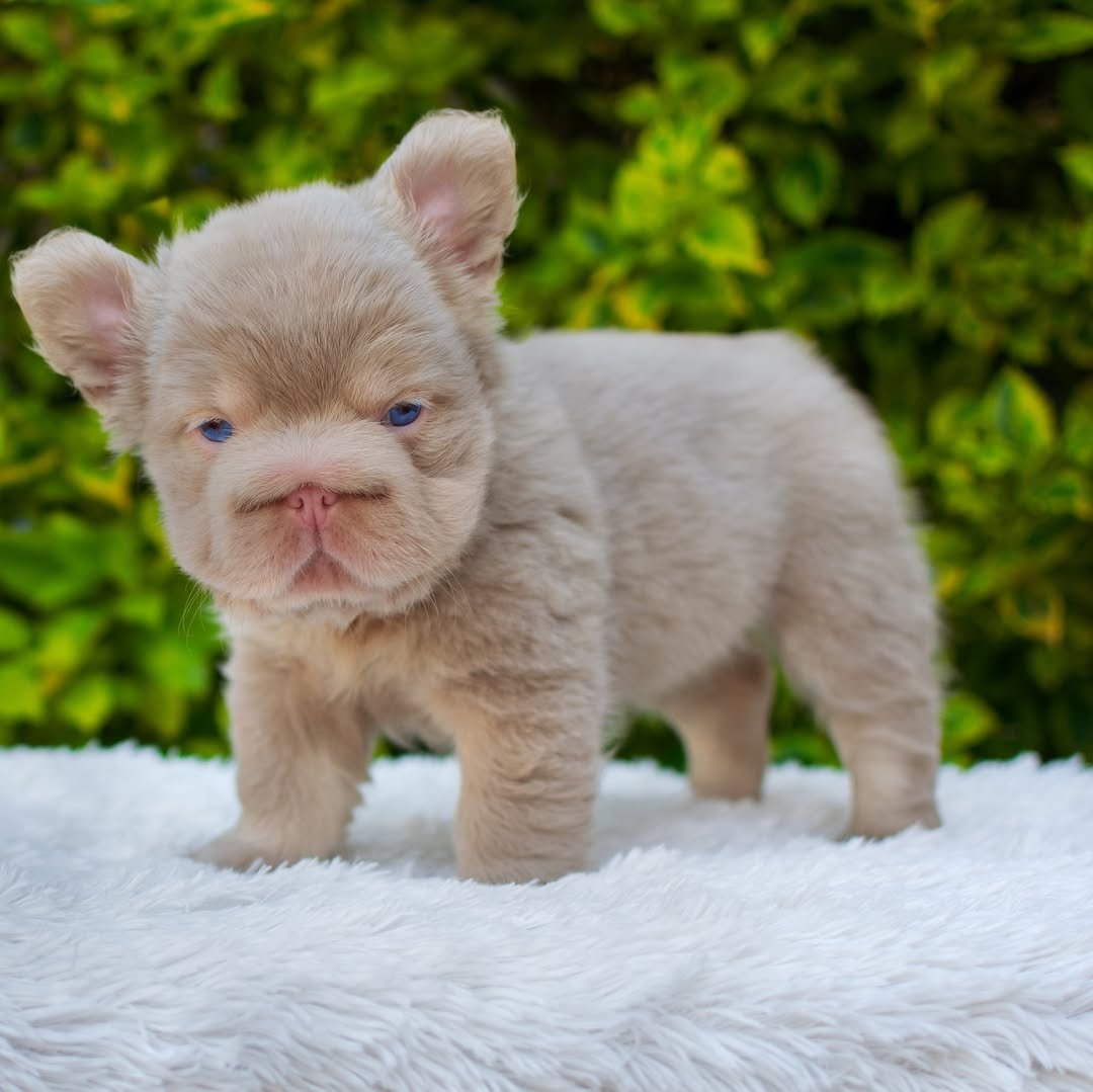 Female fluffy merle French bulldog puppy Luna with soft coat, healthy and well-socialized