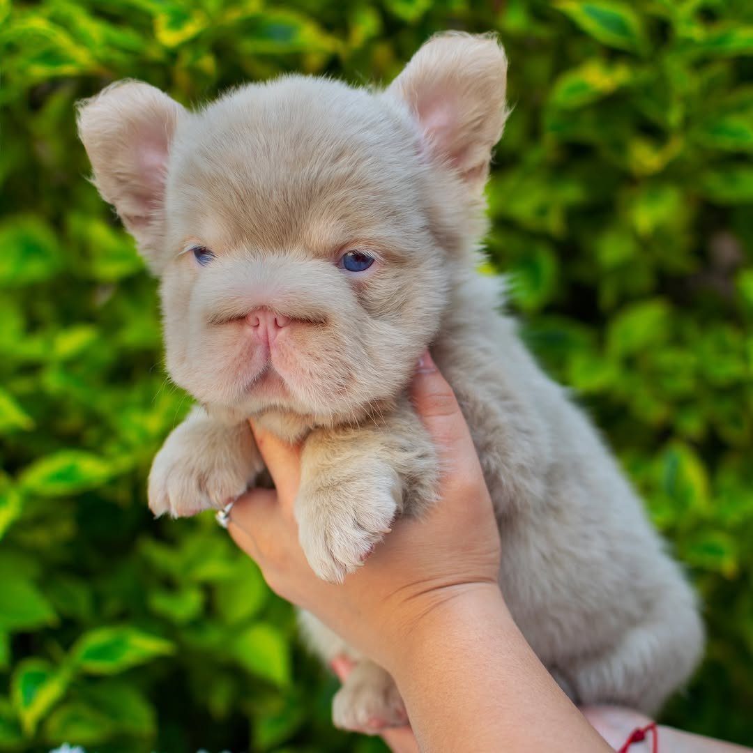 Luna - Available Female Fluffy Merle French Bulldog 10-Week-Old - Image 2