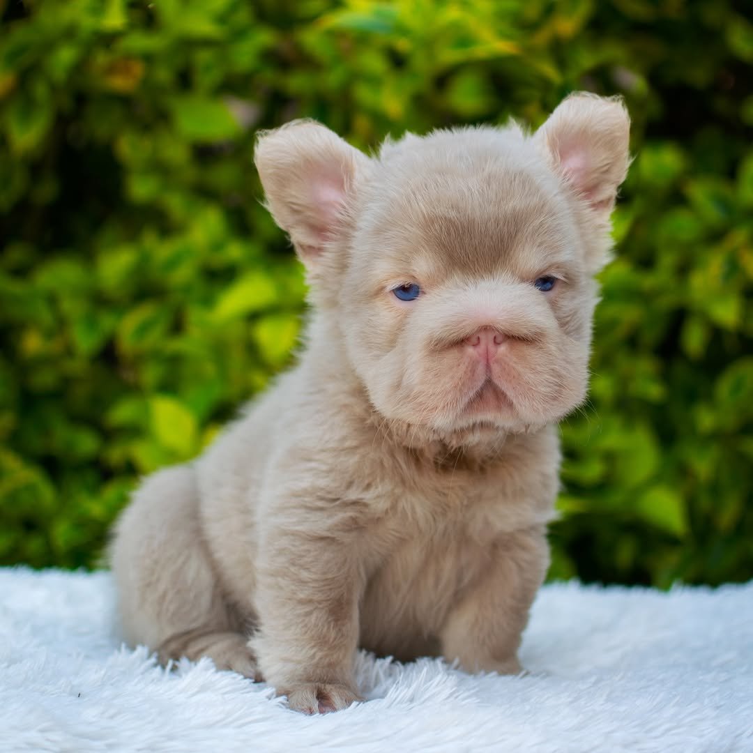 Luna - Available Female Fluffy Merle French Bulldog 10-Week-Old - Image 3