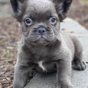Female grey fluffy French bulldog puppy Princess with rare grey coat, healthy and well-socialized