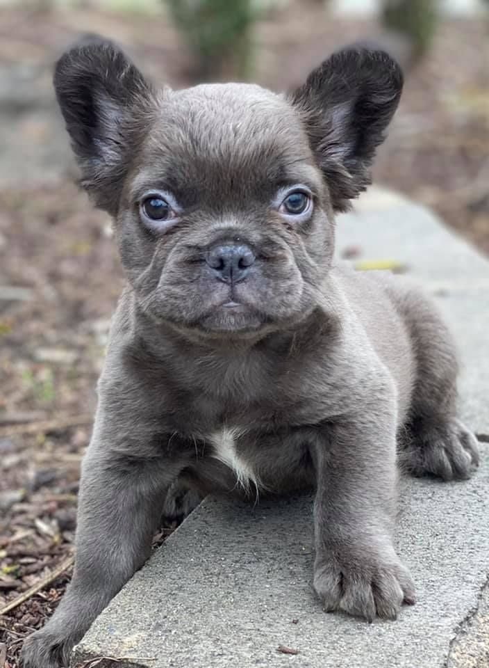 Female grey fluffy French bulldog puppy Princess with rare grey coat, healthy and well-socialized