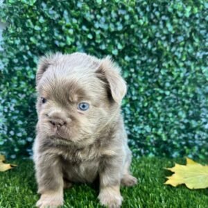 Male isabella fluffy French bulldog puppy Chico with soft coat, healthy and well-socialized