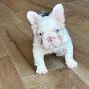 https://www.instagram.com/popular/pink-gene-fluffy-frenchie-low-shed/