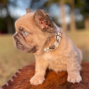 fluffy frenchie isabella french bulldog