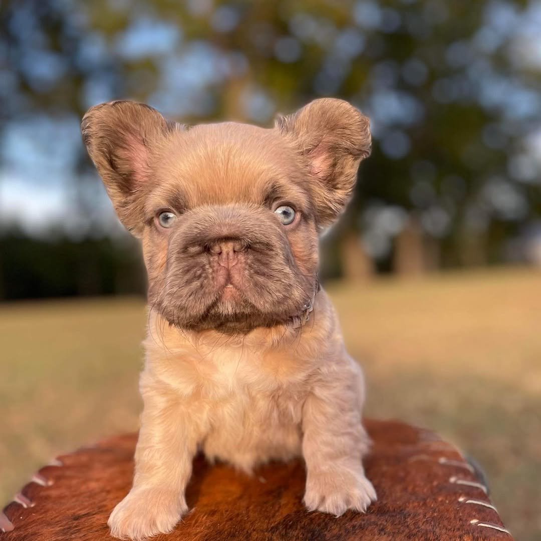 fluffy frenchie isabella french bulldog