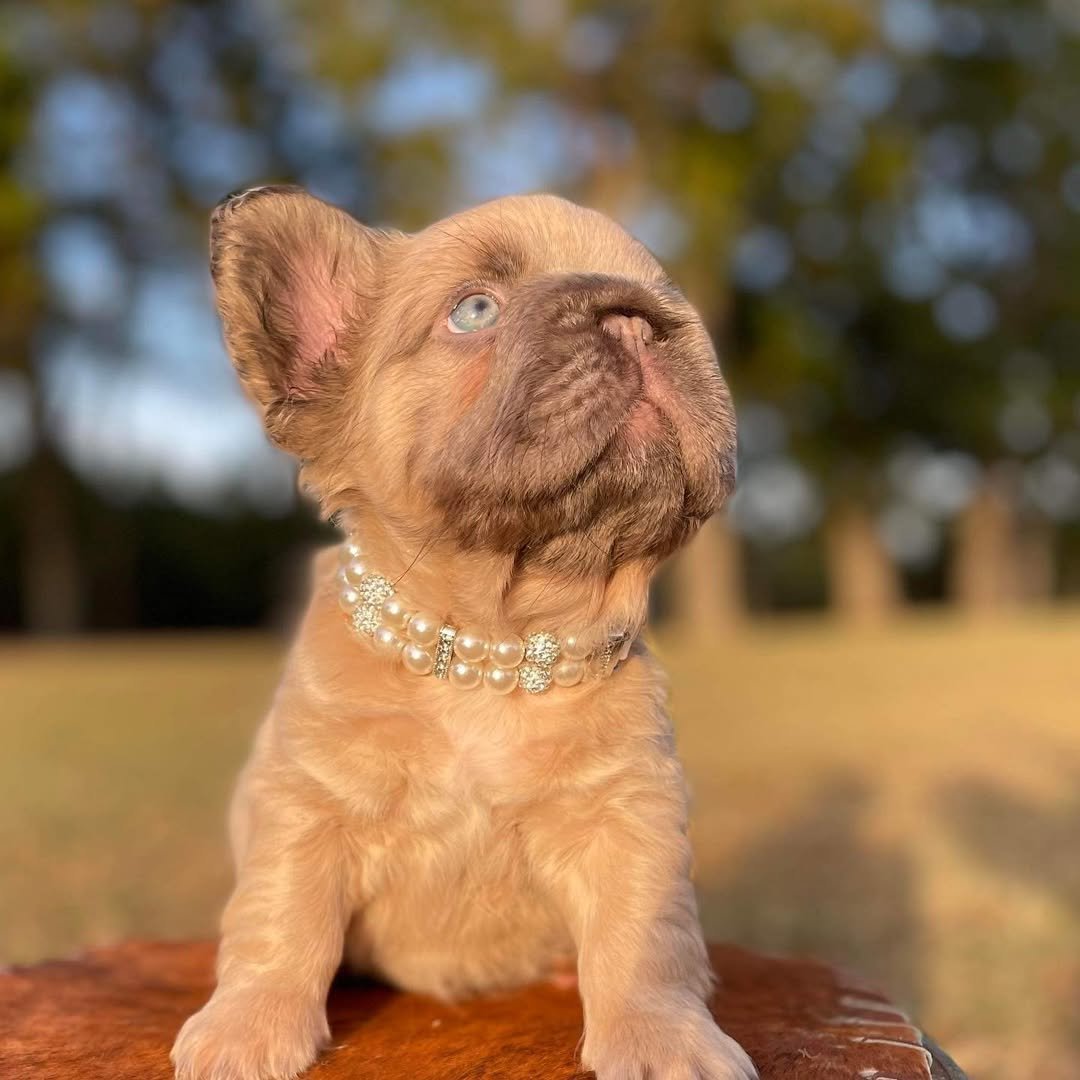 fluffy frenchie isabella french bulldog