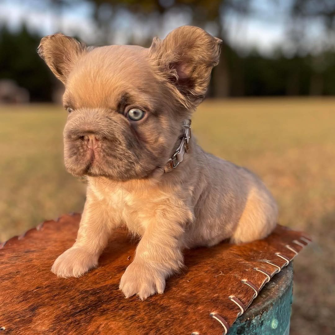 fluffy frenchie isabella french bulldog